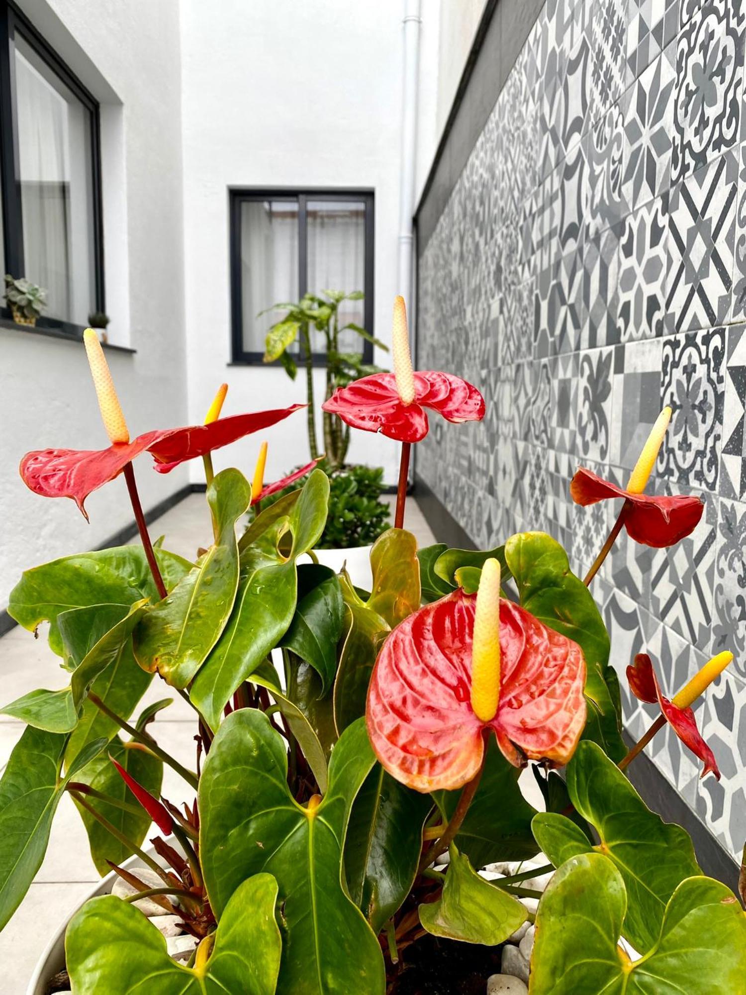 Iris House Al Azores Ponta Delgada Zewnętrze zdjęcie